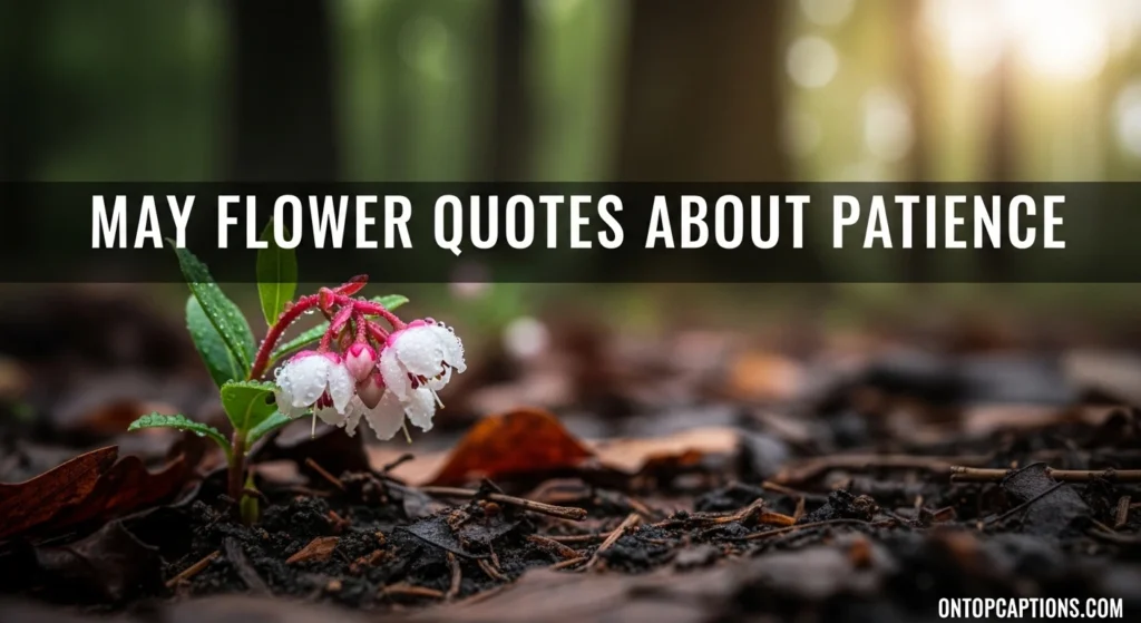 May Flower Quotes About Patience